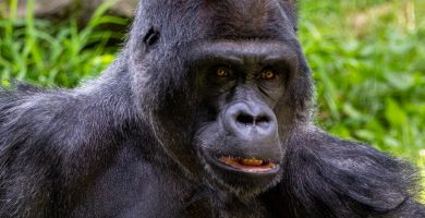 3 Days Congo Lowland Gorilla Trekking in Kahuzi-Biega NP