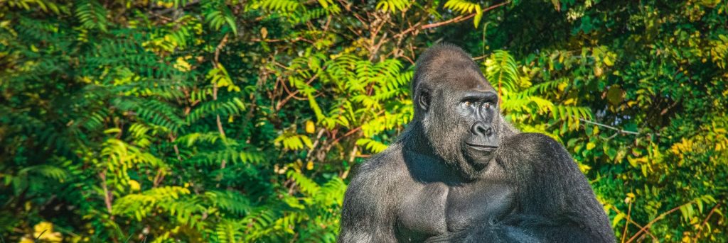 3 Days Congo Lowland Gorillas & Chimpanzee Trekking Safari