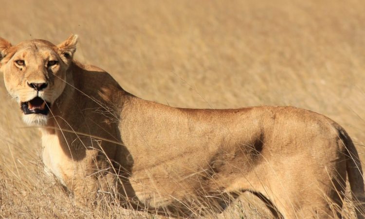 3 Days Flying Tanzania Luxury Safari to Serengeti