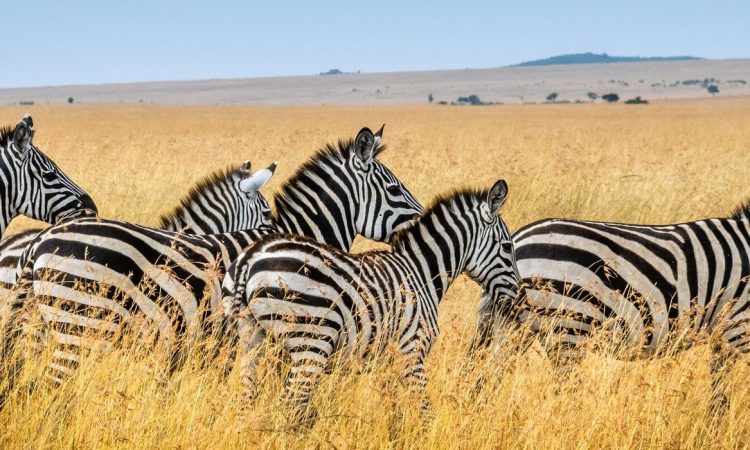 3 Days Maasai Mara Wildlife Safari in Kenya