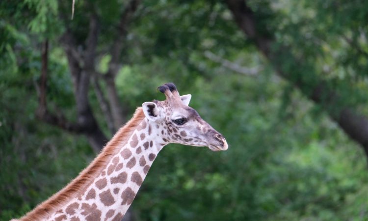 3 Days Nyerere National Park Flying Safari in Tanzania