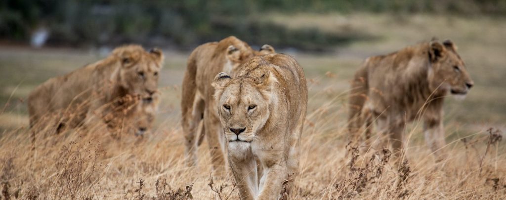 3 Days Serengeti Wildlife & Ngorongoro Crater Safari