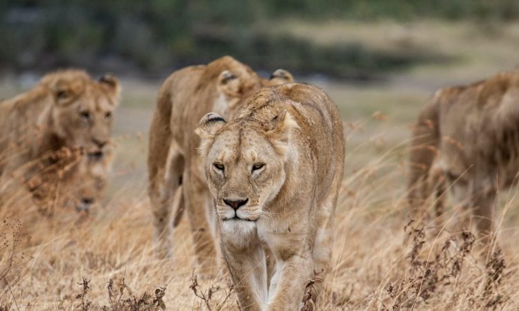 3 Days Serengeti Wildlife & Ngorongoro Crater Safari