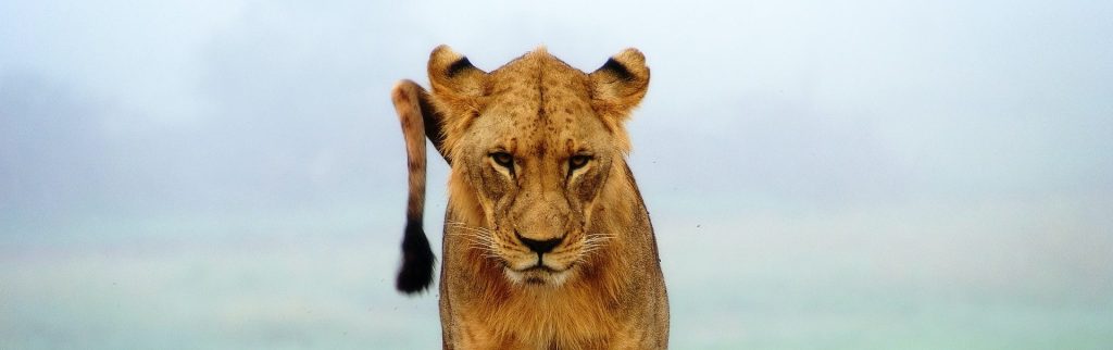 3 Days Tsavo West/East National Park Wildlife Safari Kenya