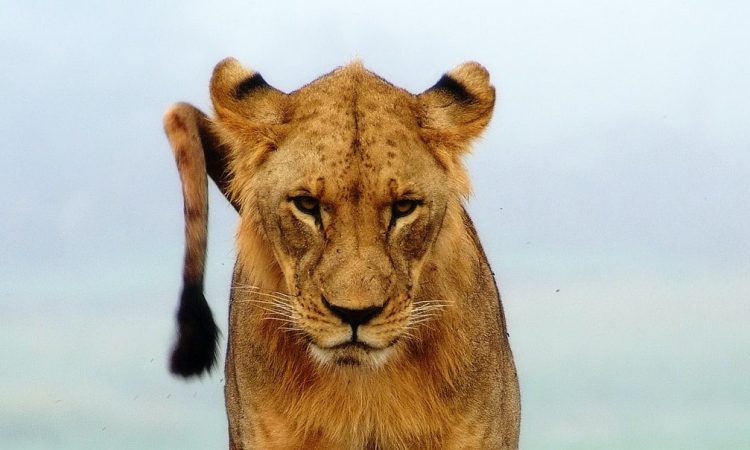 3 Days Tsavo West/East National Park Wildlife Safari Kenya