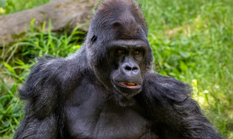 Understanding Silverback Gorilla Strength - Facts & Insights