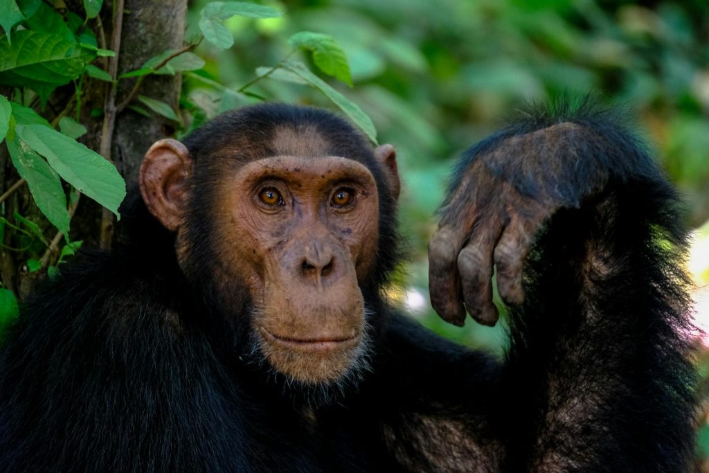 Discover Kibale Forest National Park - Chimpanzee Trekking & Biodiversity