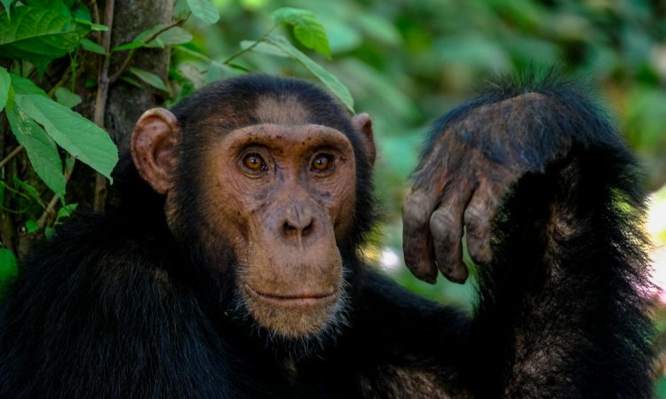 Discover Kibale Forest National Park - Chimpanzee Trekking & Biodiversity