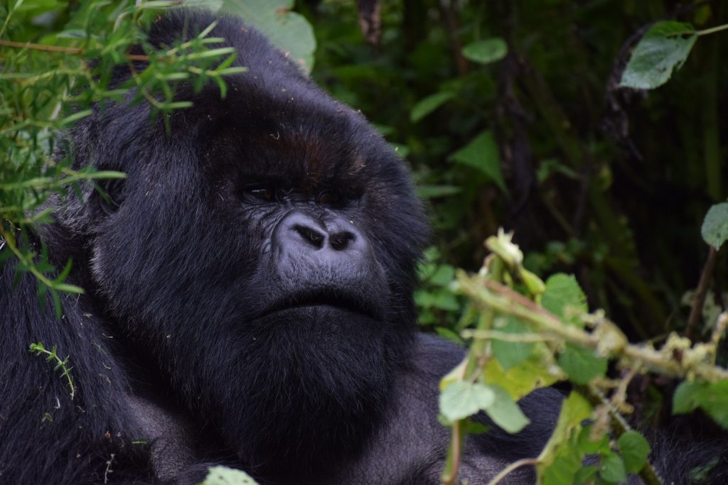 Minimum Age Limit for Gorilla Trekking - Guidelines & Exceptions