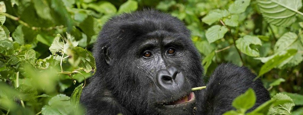 4 Days Congo Gorilla Visit & Rwanda Beach Holiday