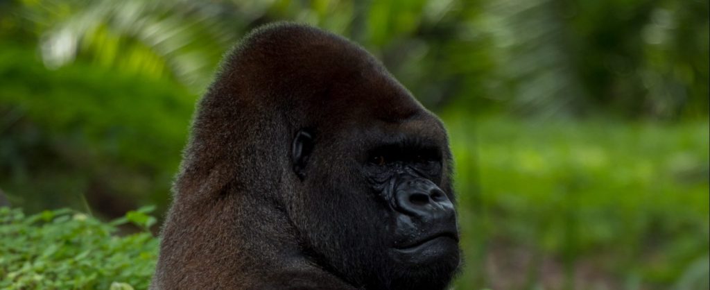 4 Days Lowland Double Gorilla Trekking Safari in Congo