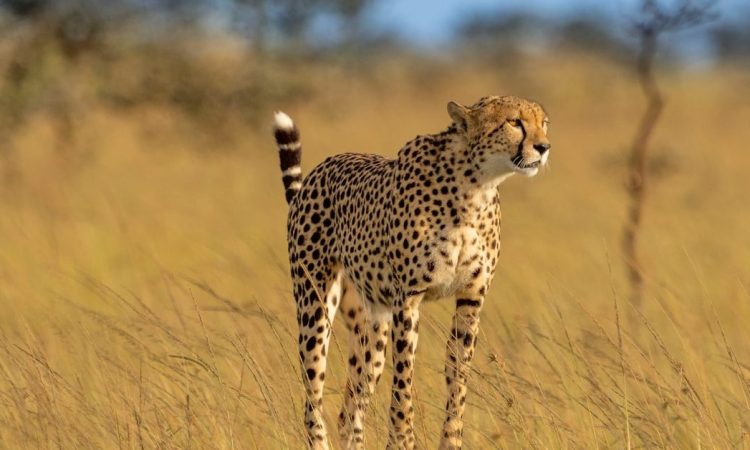 4 Days Serengeti & Ngorongoro Budget Safari in Tanzania