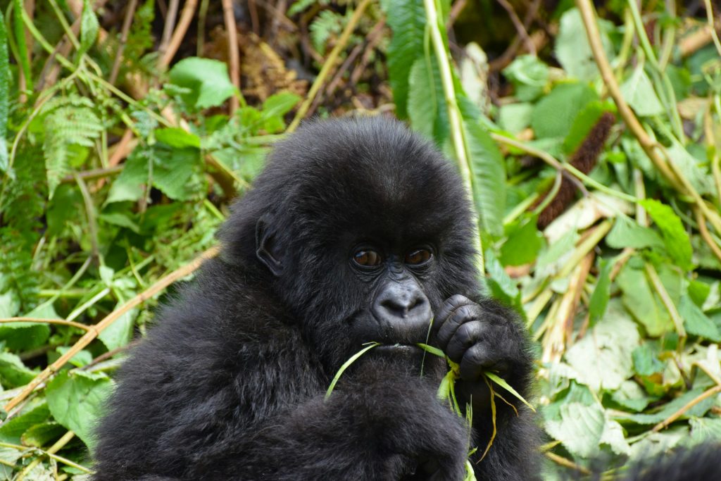 Recommended Training Exercises for Gorilla Trekking - Get Fit for Your Adventure