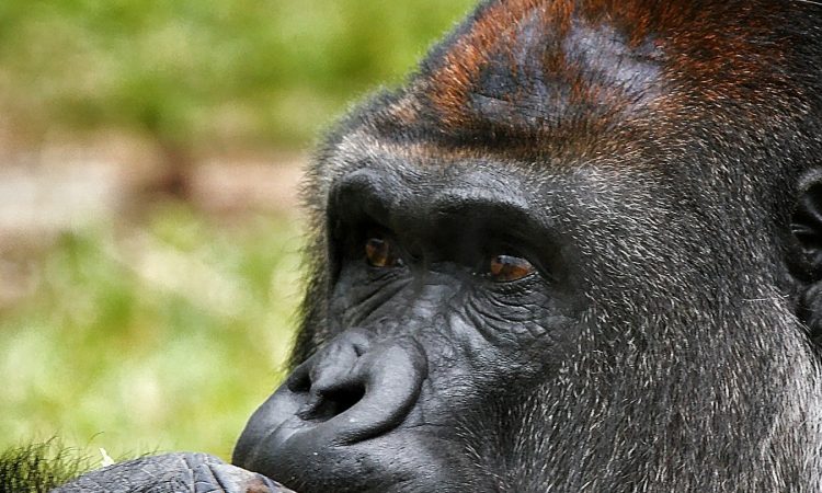 6-Day Lowland Gorilla Safari & Mount Nyiragongo Hike Adventure