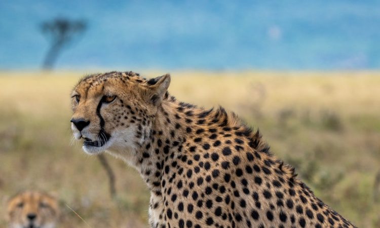 6 Days Discounted Kenya Student Safari & Adventure Holiday