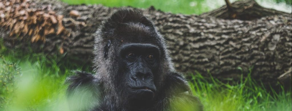 6 Days Mountain & Lowland Gorilla Trekking Safari in Congo