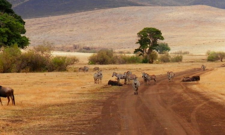 6 Days Tanzania Student Safari & Educational Study Tour