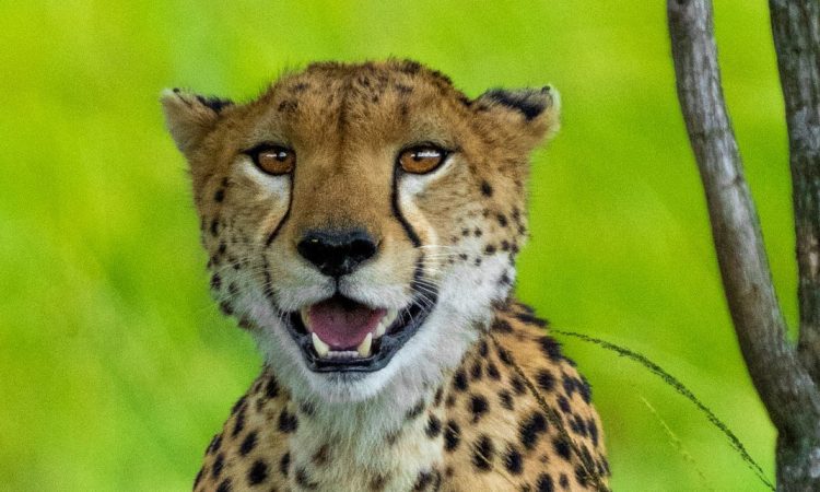 7 Days Kenya Family Safari & Travel Holiday