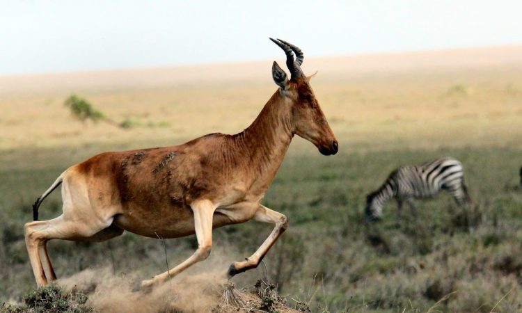 7 Days Tanzania Family Safari & Travel Holiday