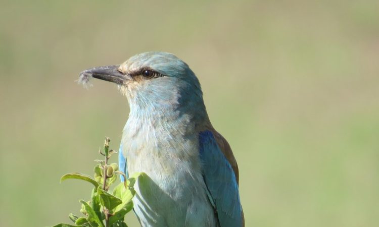 8 Days Epic Kenya Birding Safari & Bird Watching Holiday