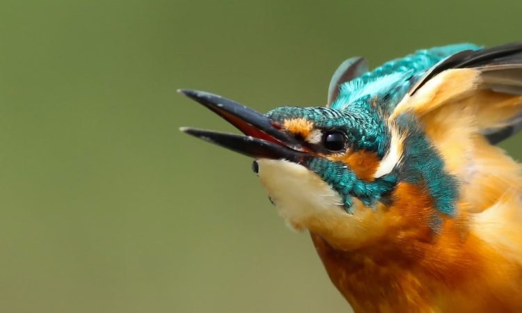 8 Days Tanzania Birding Safari & Bird Watching Holiday