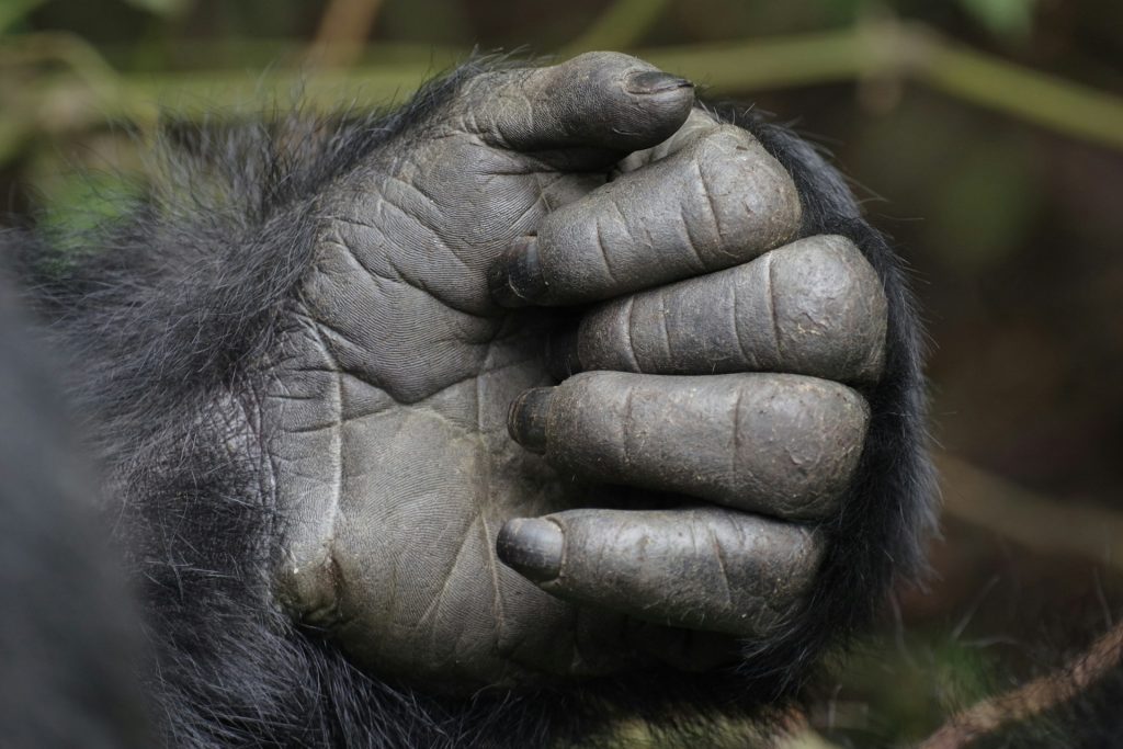 Booking a Congo Gorilla Permit