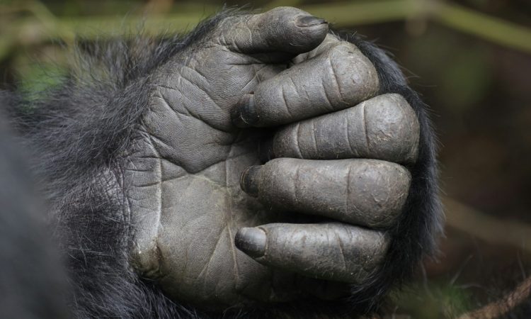 Booking a Congo Gorilla Permit