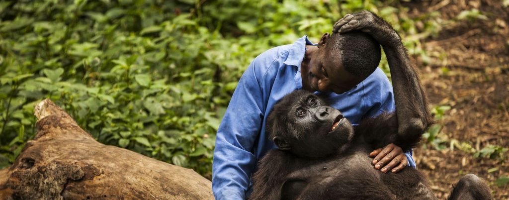 3 Days Senkwekwe Gorilla Orphanage Visit in DR Congo