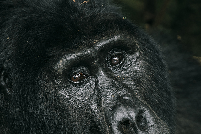 What is the best time to go for gorilla tracking in Uganda
