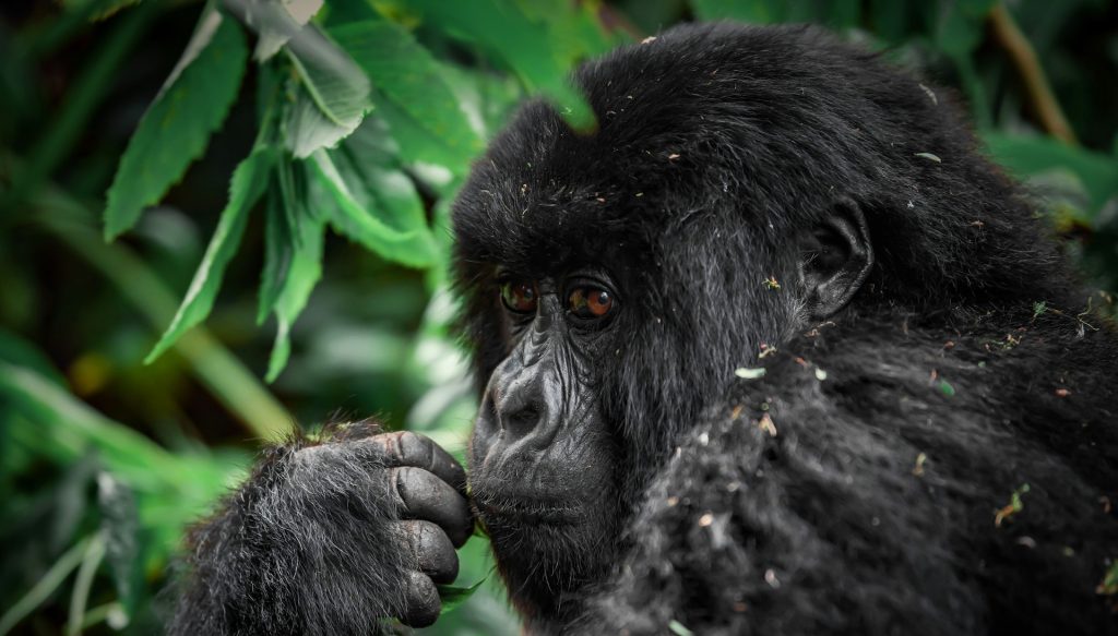 Why Gorilla Tourism