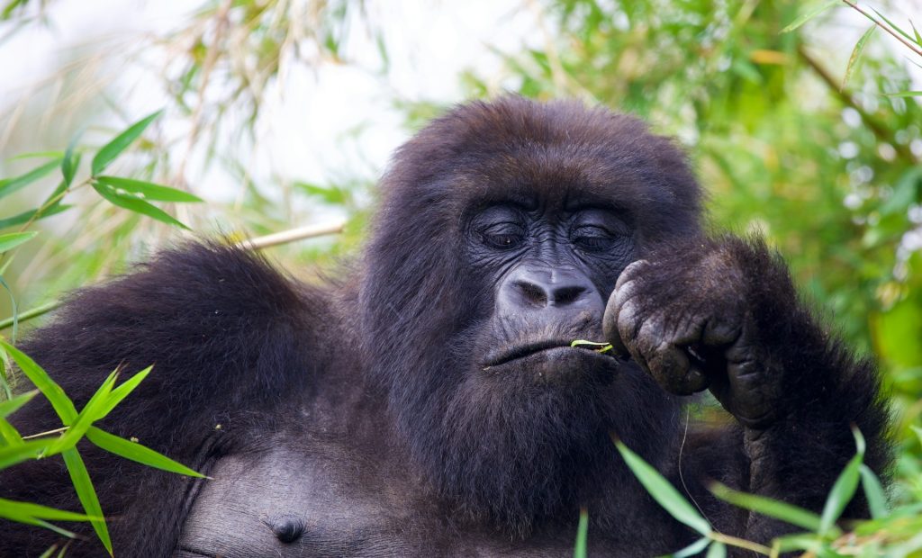 4-Day Double Gorilla Trekking Tour Highlights