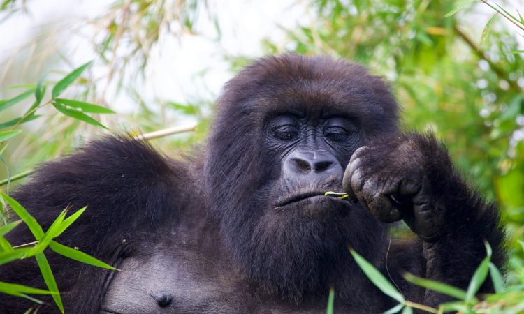 6-Day Uganda Gorilla Trek & Masai Mara Wildebeest Safari