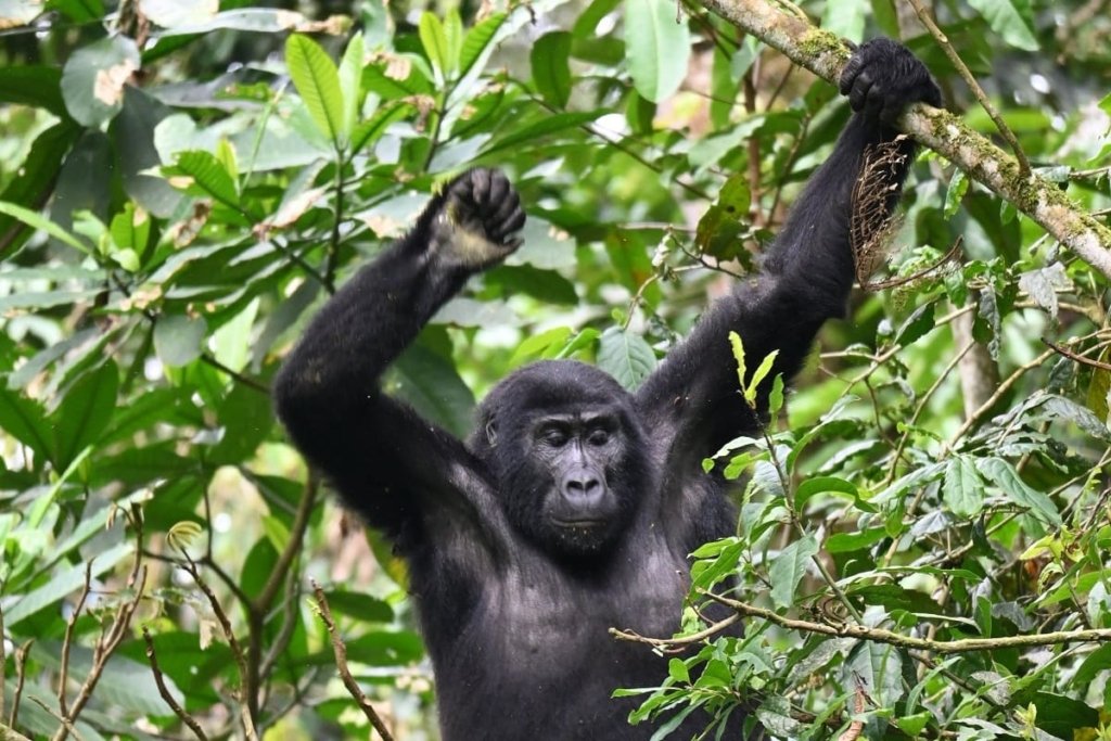 About Gorilla Trekking in Africa