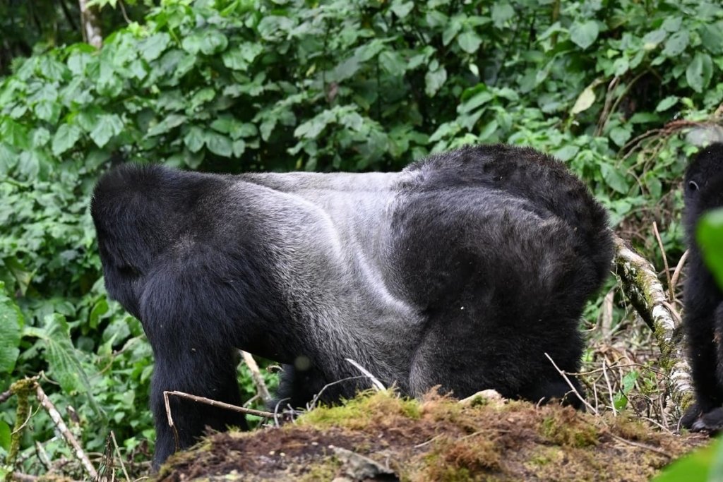 Are Bwindi Gorilla Sightings Guaranteed