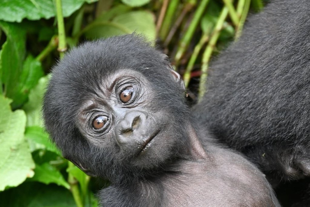 Best Time for Gorilla Trekking in Uganda