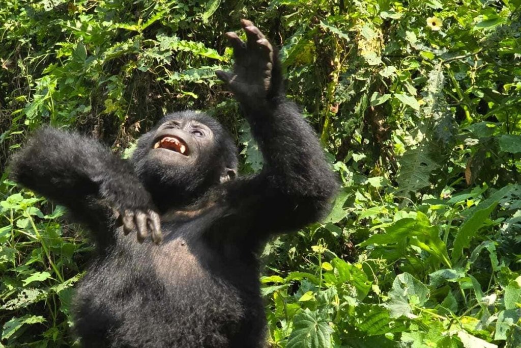 Best Time to Book Your Gorilla Safari Itinerary