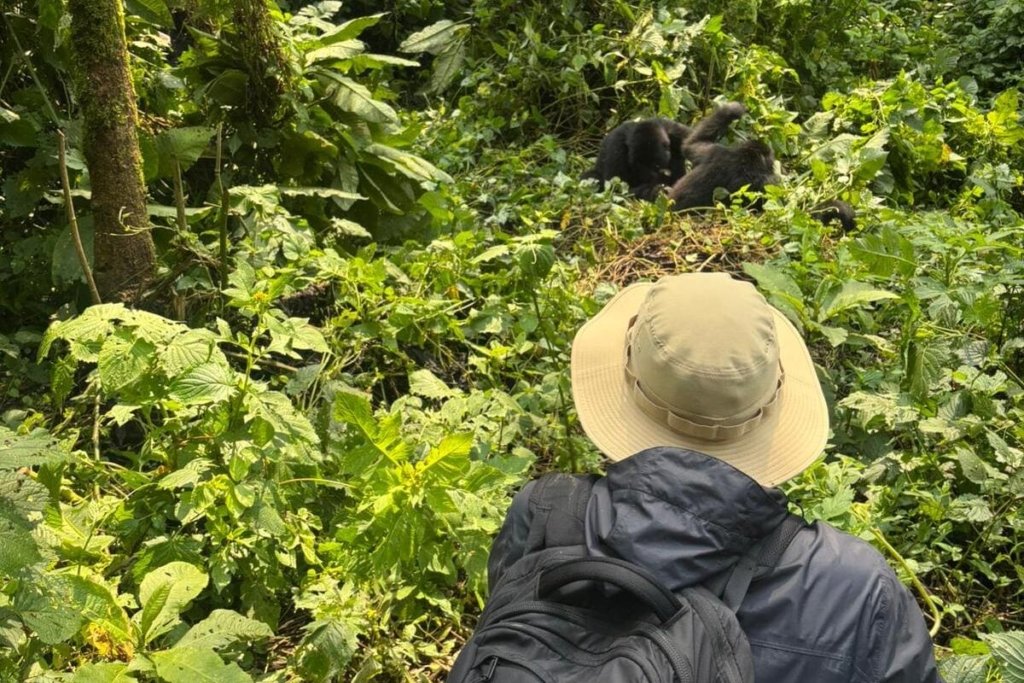 Book Your Gorilla Trekking Itinerary Today