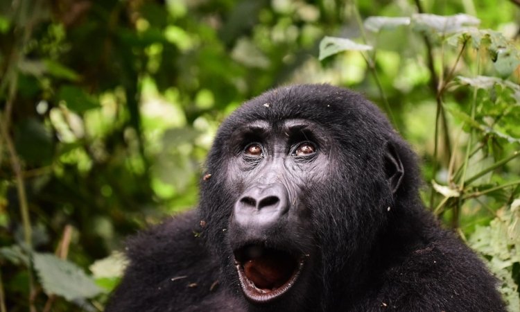 Budget Gorilla Trekking Safaris in Uganda & Rwanda
