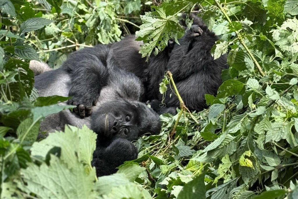 Gorilla Habituation Itinerary