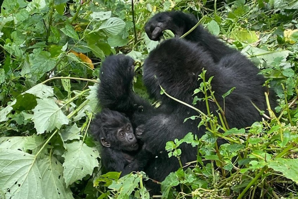 How to Choose the Right Gorilla Trekking Itinerary