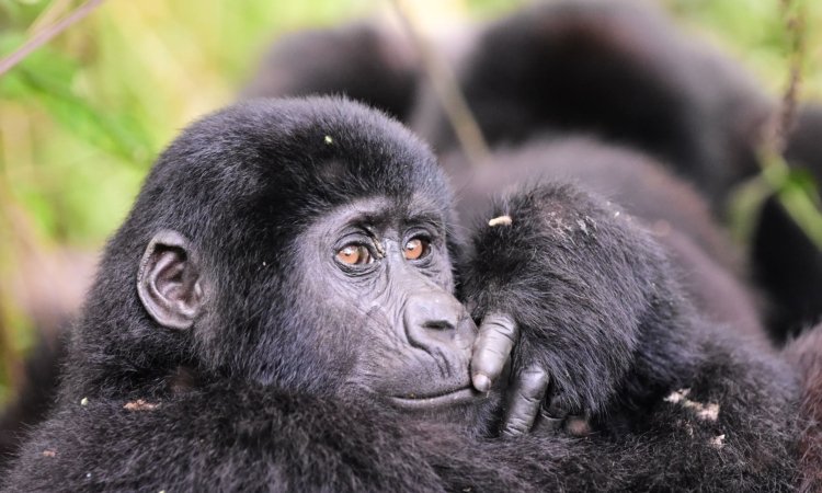 Luxury Gorilla Trekking Tours in Uganda & Rwanda