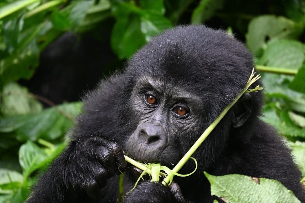 Multi-Country Gorilla Safari Itineraries