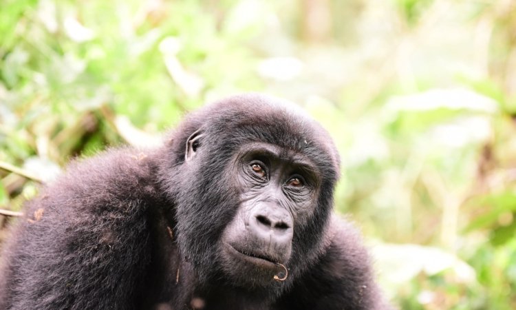 Rwanda Gorilla Safaris: Gorilla Trekking Rwanda Tours