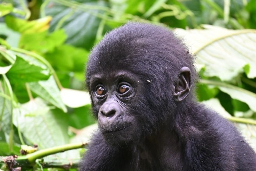 Sample 3-Day Bwindi Gorilla Trekking Itinerary