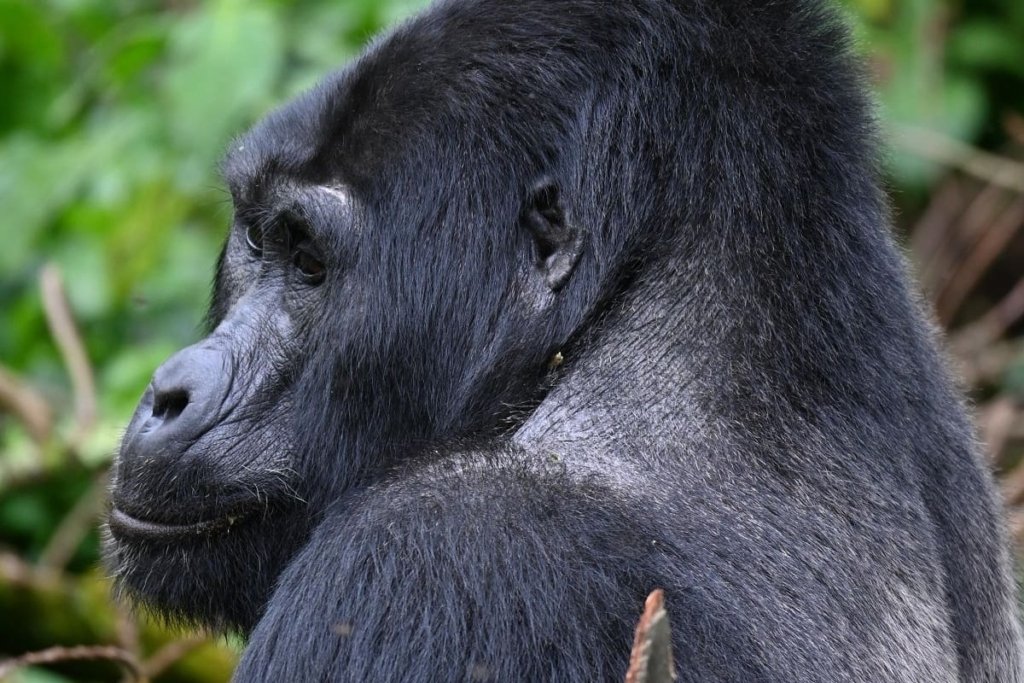 Sample 3-Day Rwanda Gorilla Trekking Itinerary