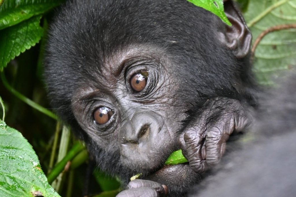 Sample 4-Day Uganda Gorilla Safari Itinerary