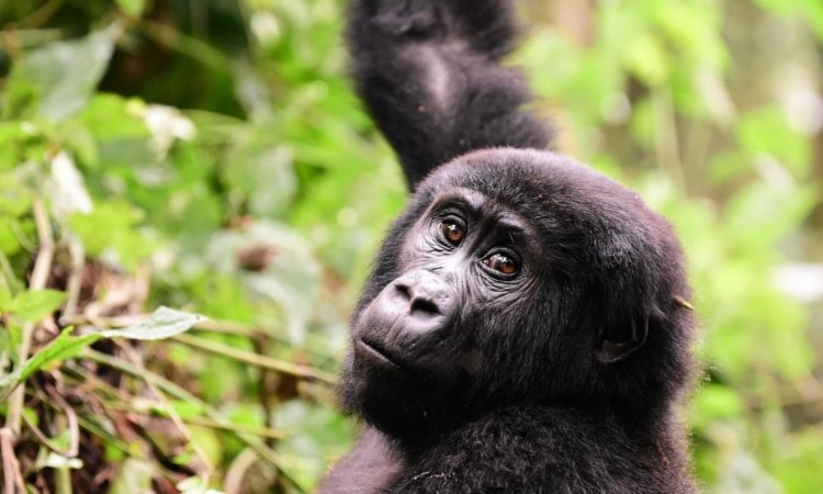 Uganda Gorilla Safaris: Gorilla Trekking Tours Uganda