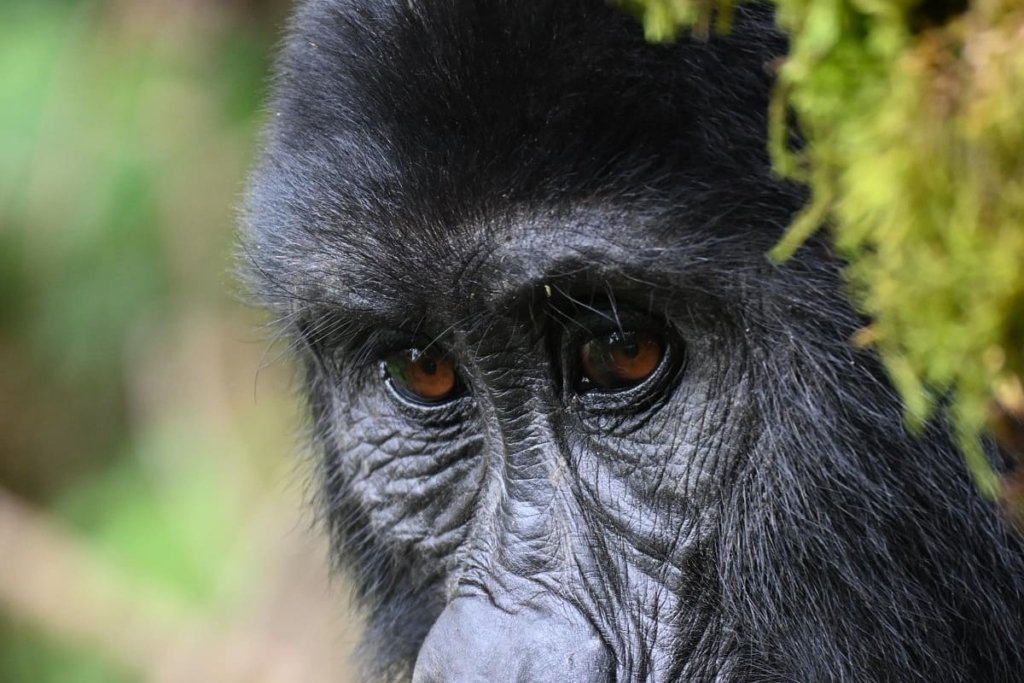 Ultimate Guide for Gorilla Trekking in Uganda from Kigali