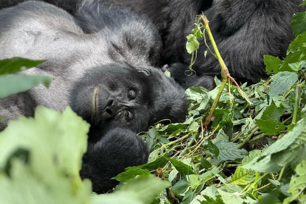 What Gorilla Permits Cost in Each Country