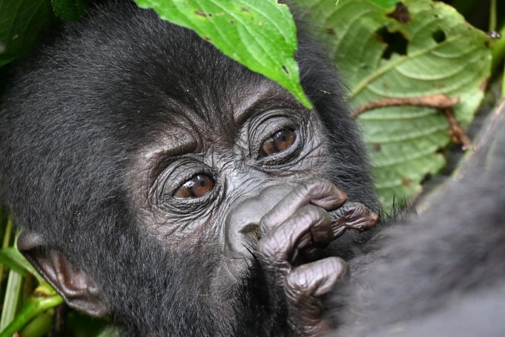 What a Gorilla Trekking Itinerary Includes